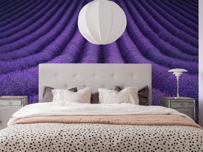 Purple field