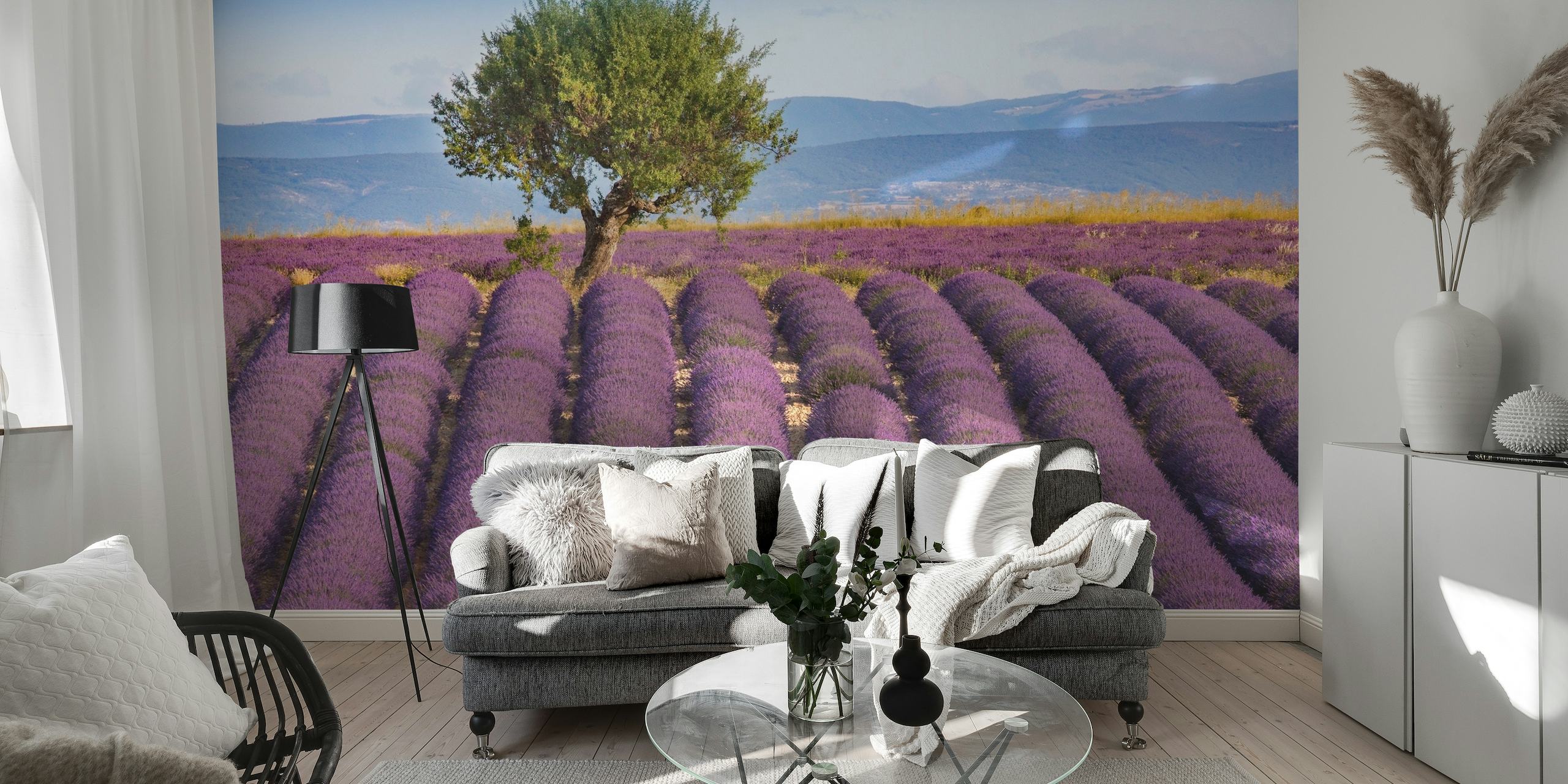 Rauhallinen kohtaus Lavender Haute Provencesta täyteläisillä violeteilla kentillä kirkkaan taivaan alla
