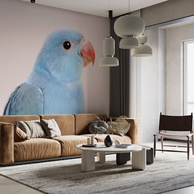 Love Bird