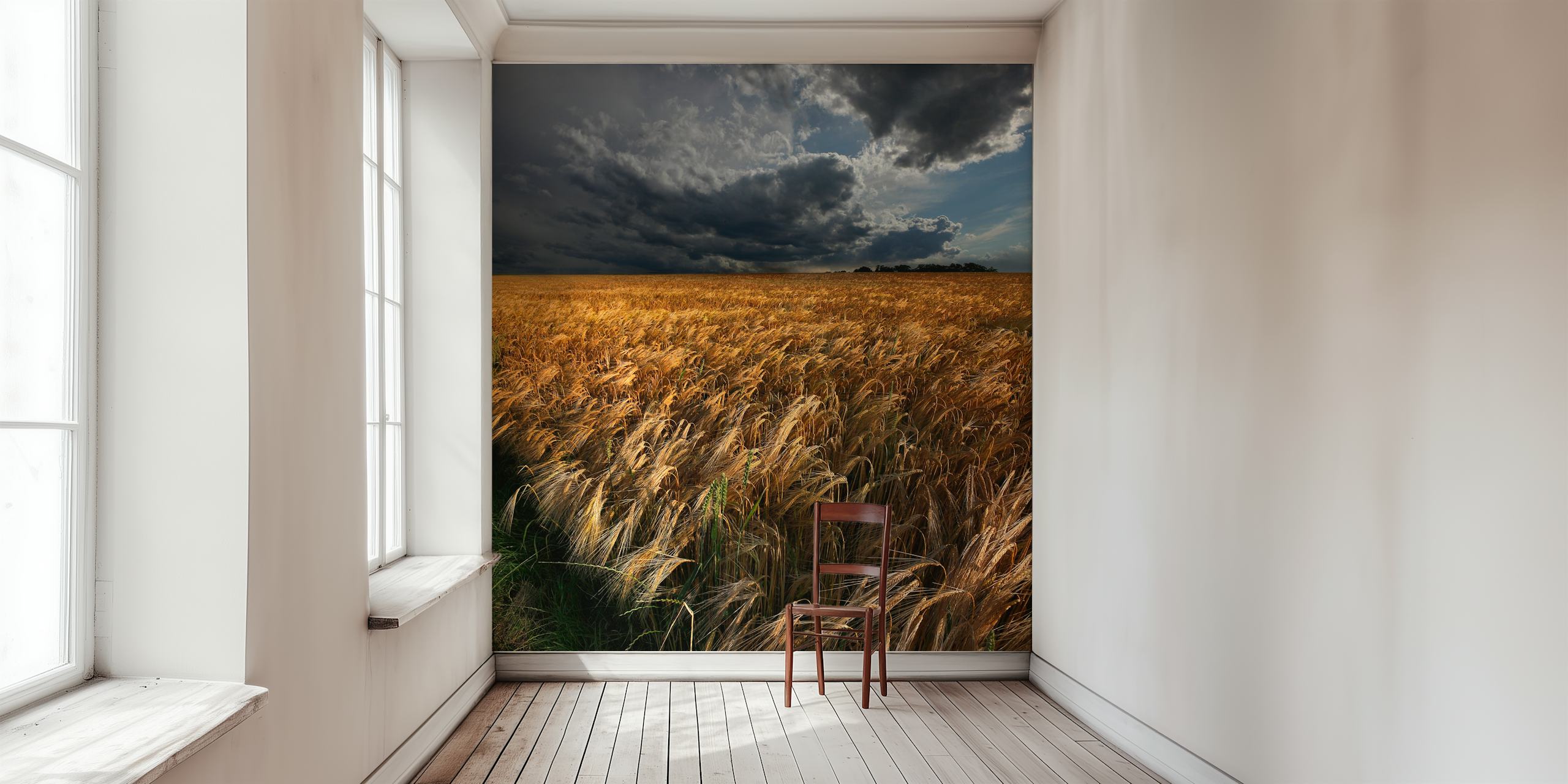 Golden wheat field under dramatic grey clouds wallpaper